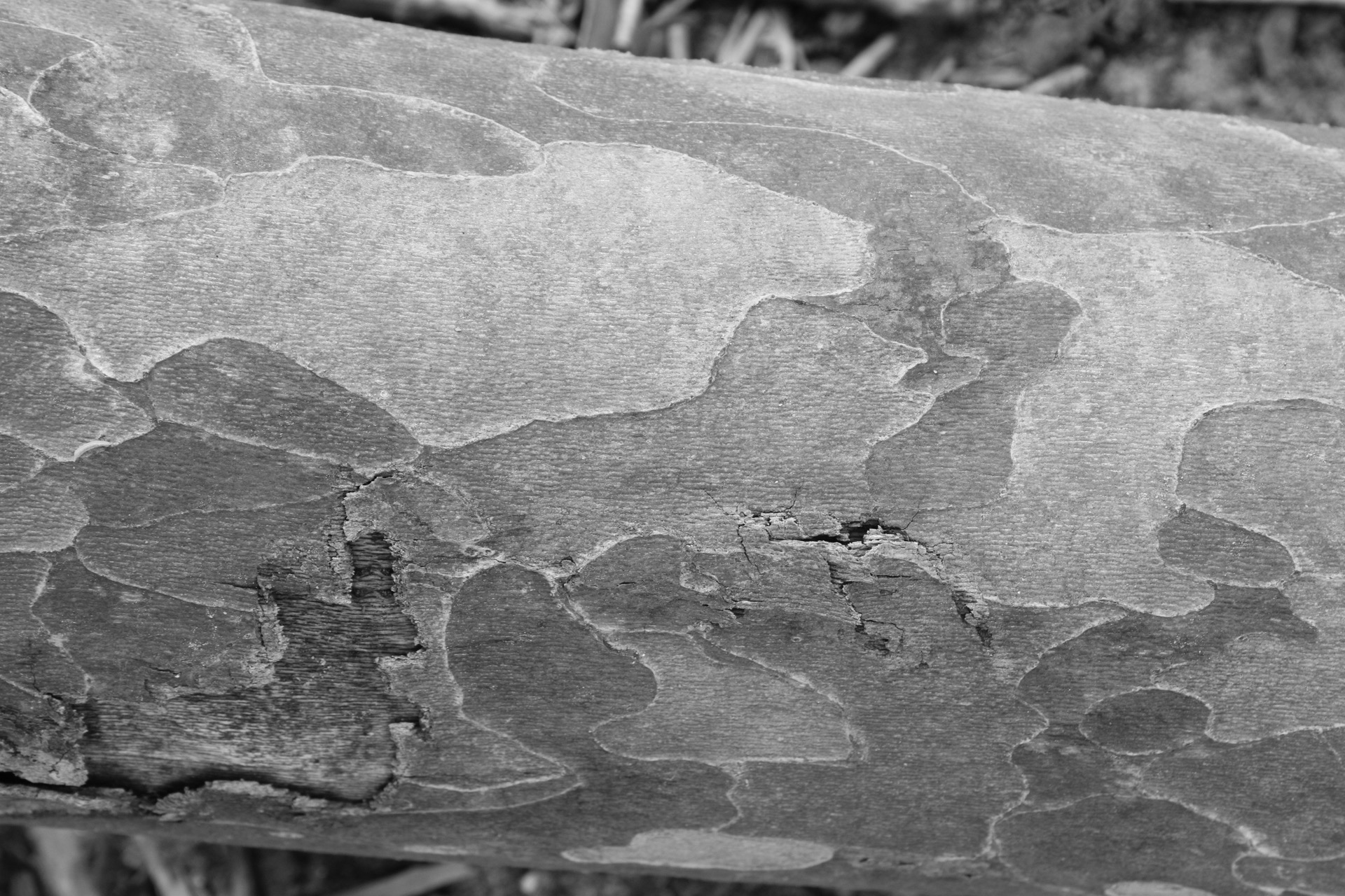 cool lookin tree bark