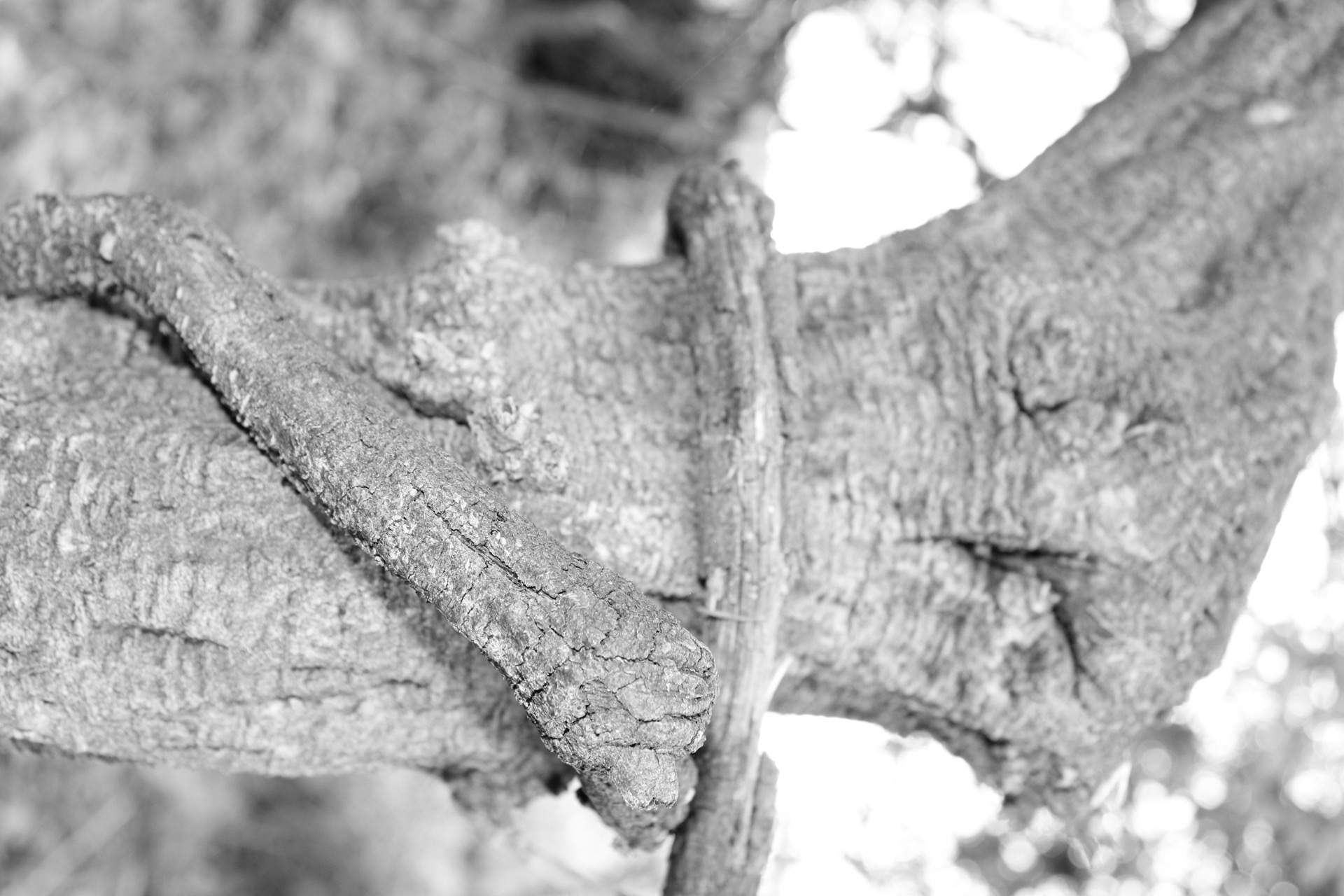 close up of tree