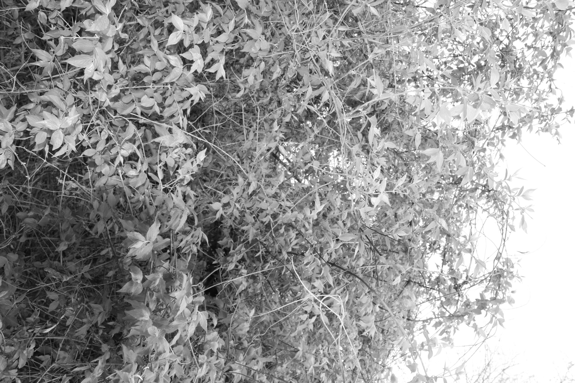 brush