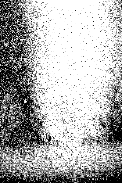 A black and white image of a firework